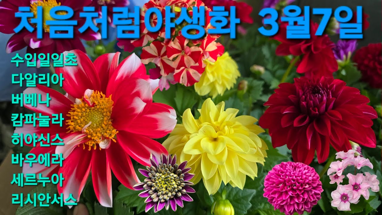 #수입일일초 #바우에라 #다알리아 #캄파눌라 #베베나 #세작베고니아 #리시안서스 #수국 #처음처럼야생화