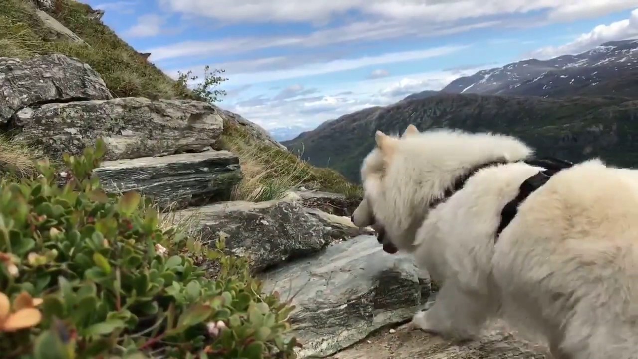 Lomseggen (1289 moh.) - lokal topp med majestetisk utsyn!