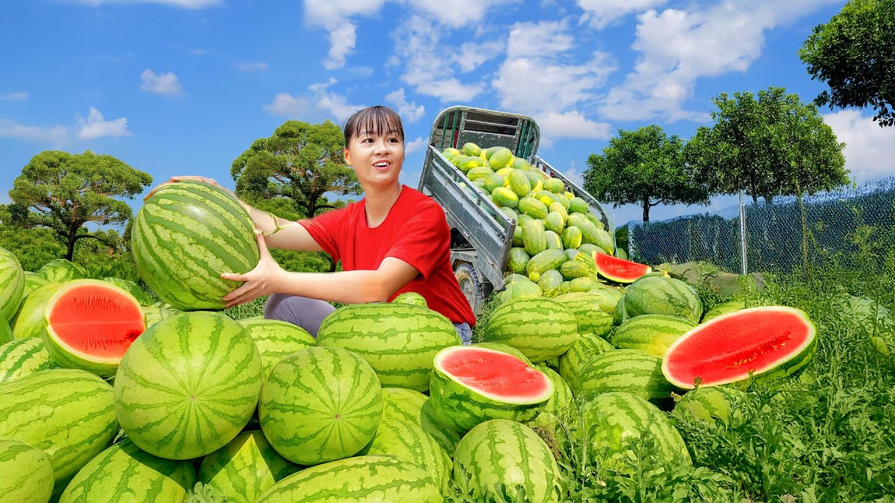Use 3-Wheeled to Harvest Lots of Watermelons Goes to Countryside Market Sell | Phuong Harvest Life