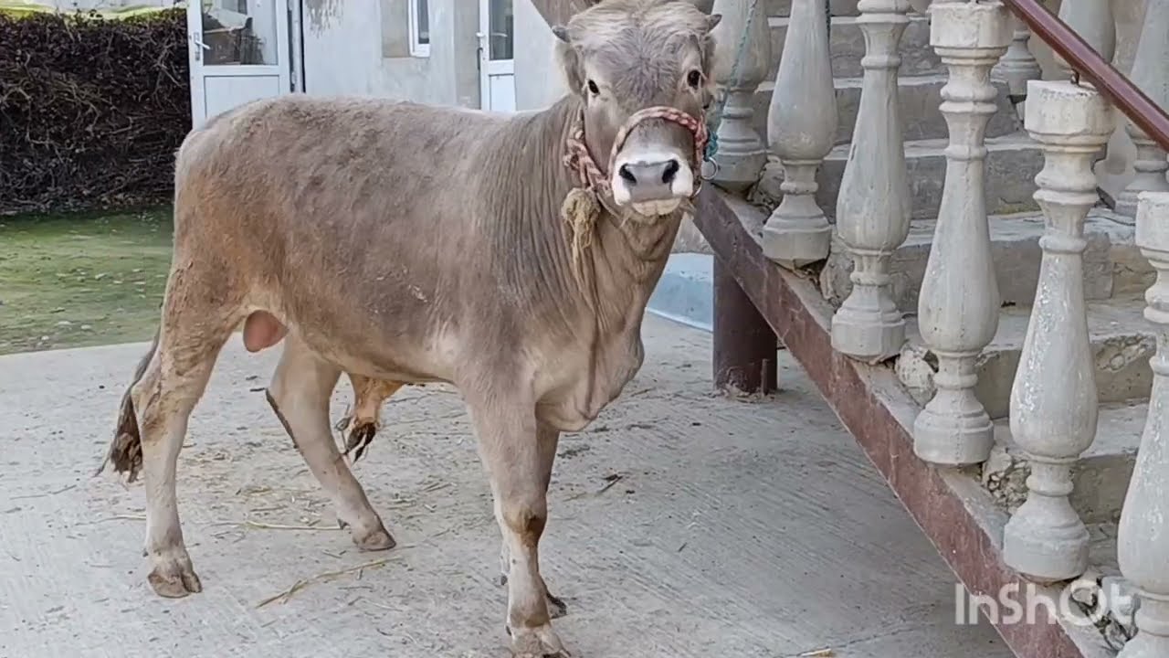 Савдо шид ✅ 2 Сар БУКАЧАИ ШВЕДИ ОРИГИНАЛ ☎️ 557777698