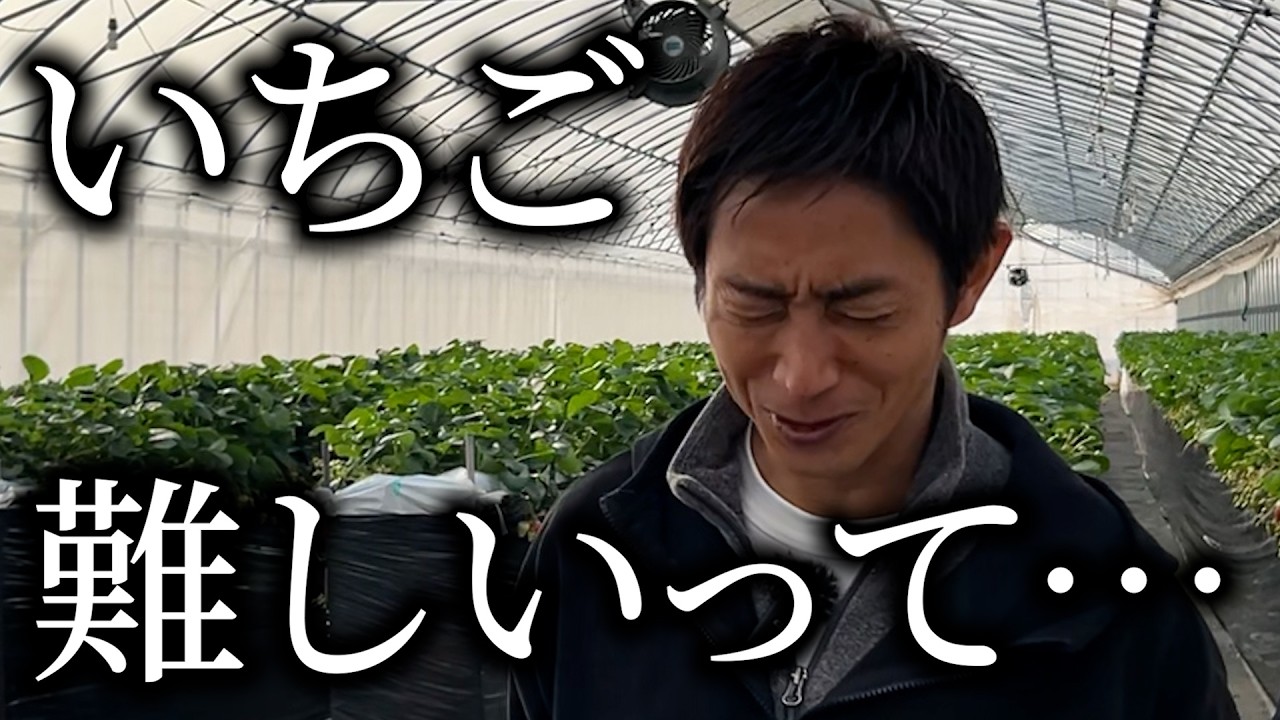 【事件】花芽もハウスもぶっ飛んだ!!収穫谷間のいちご畑【株式会社ブレンドファーム】
