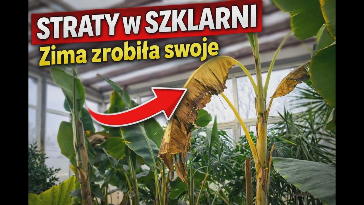 Straty w szklarni ? Zima zrobiła swoje.