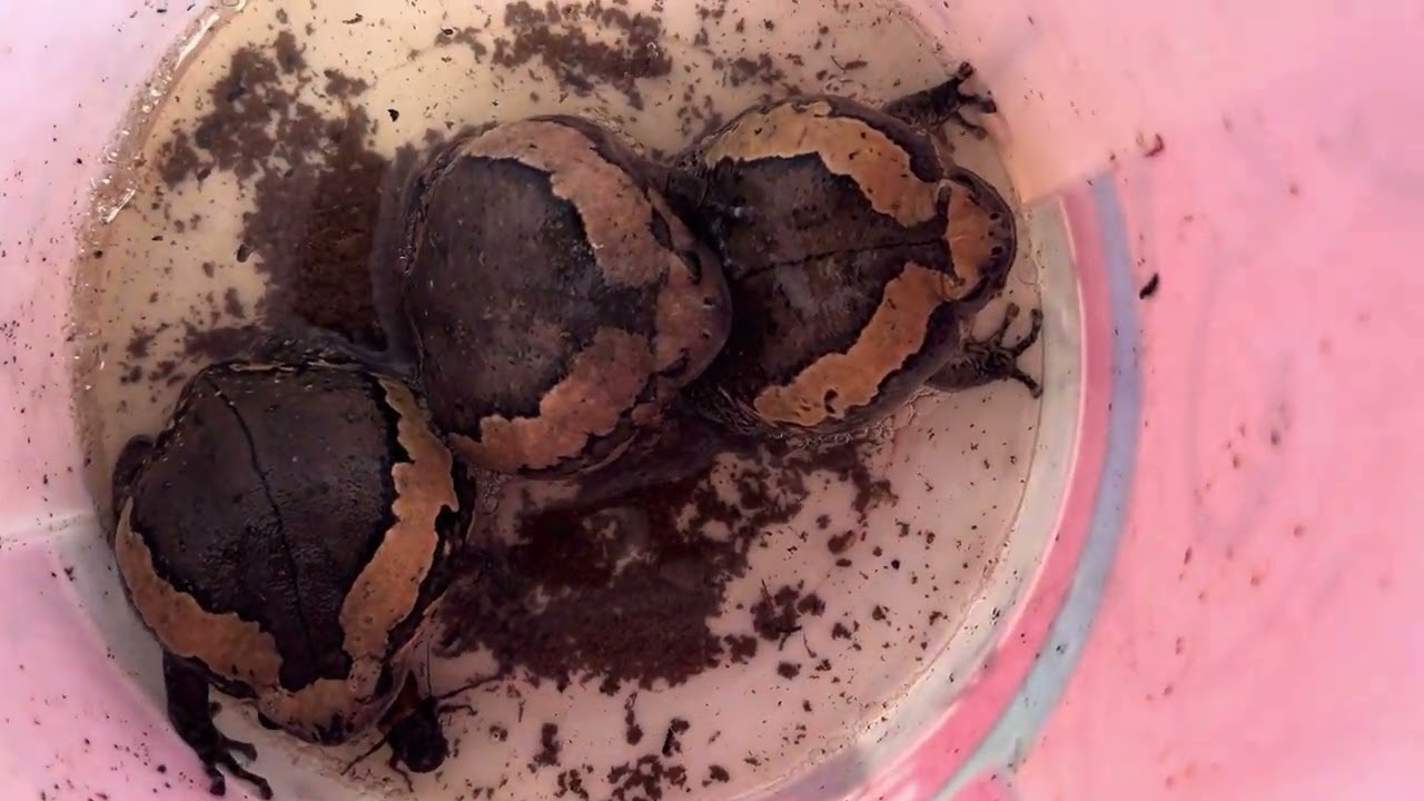 Asian painted frogs
