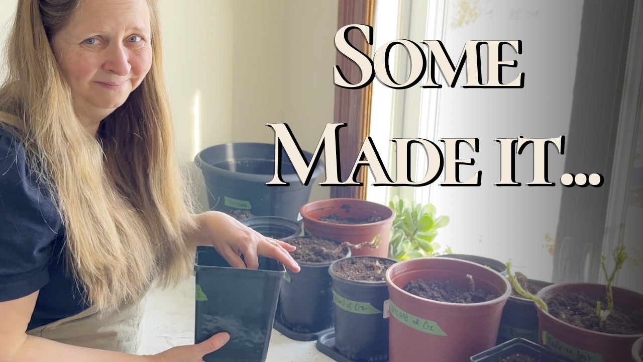 Second Chance Dahlias | First Update