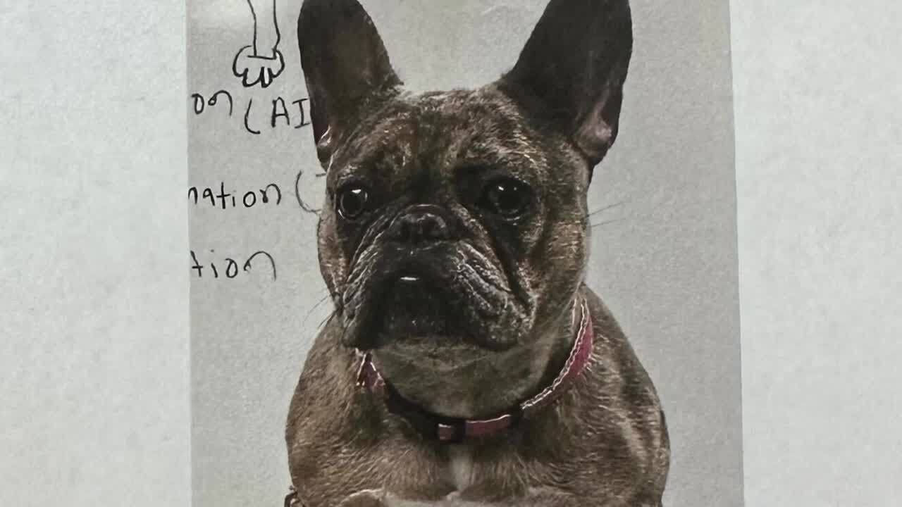 Man's Merle French bulldog stolen at gunpoint in Detroit