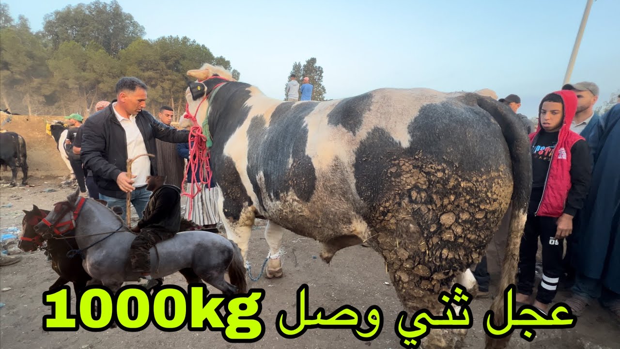 ثور ثني صعيب تلقى بحالوا فشي سوق وصل ثمن 6 المليون ونصف