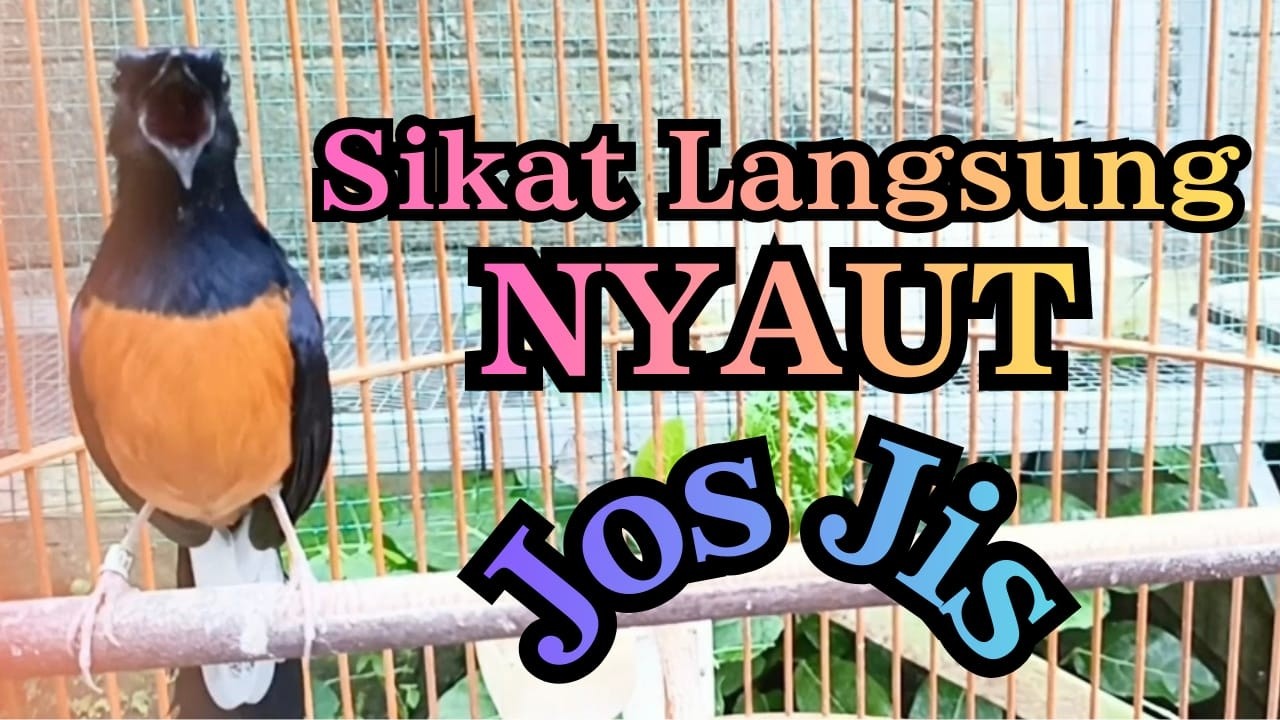 JOS GANDOS🔥PANCINGAN MURAI BATU GACOR SANGAT AMPUH BUAT PANCINGAN MURAI BATU CEPAT BUNYI