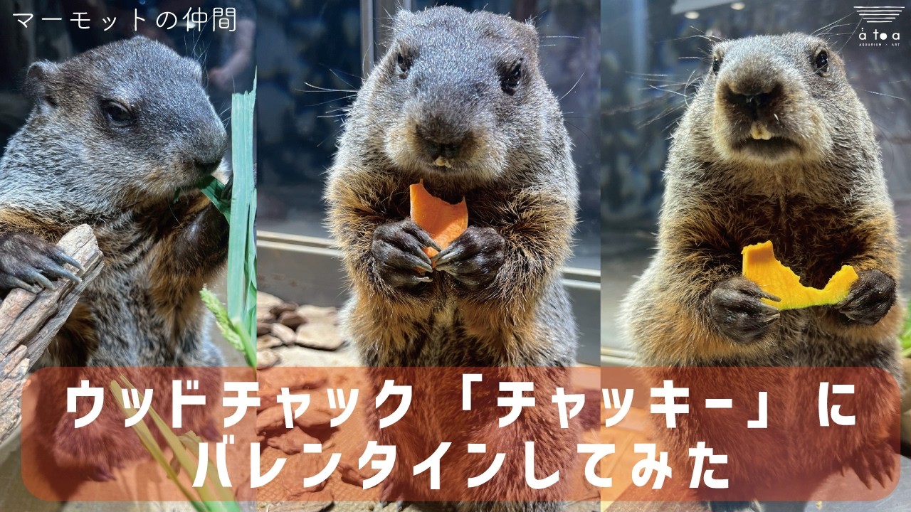 【マーモットの仲間】ウッドチャックのチャッキーにバレンタインしてみた！