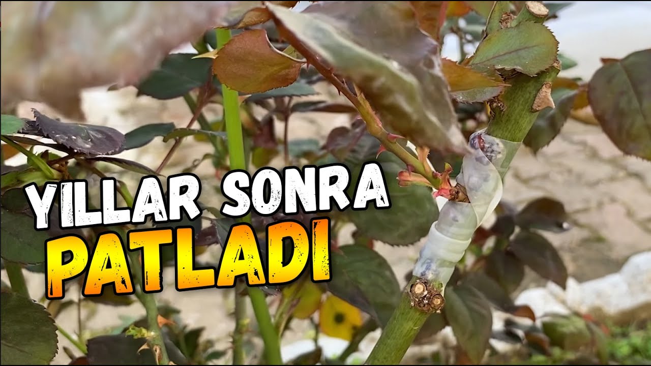 Bir Sene Sonra Patlayan G&uuml;l Aşısı