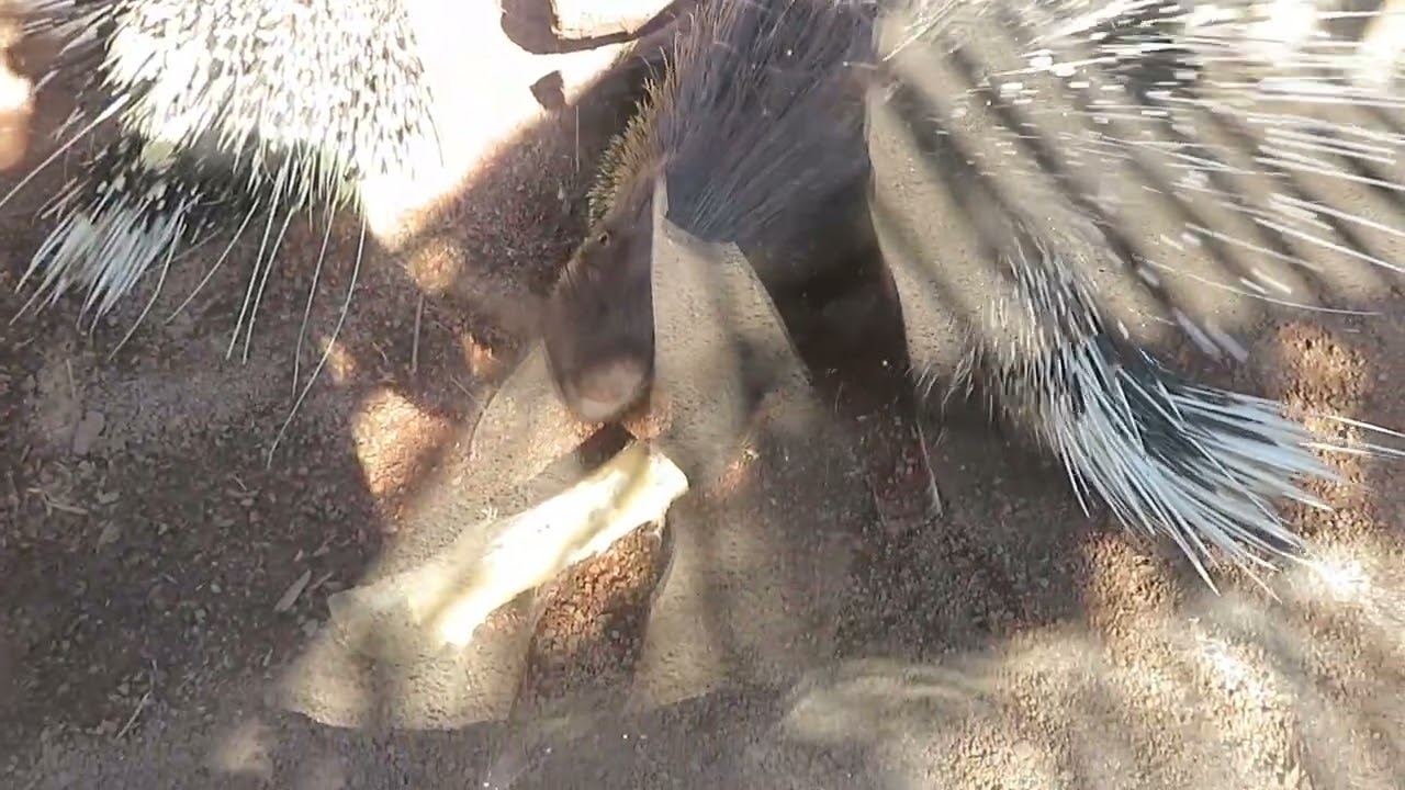 Fort Wayne Children's Zoo Full Tour 2022