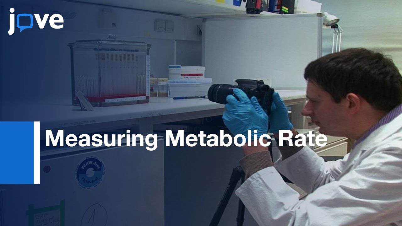 Measurement of Metabolic Rate In Drosophila Using Respirometry l Protocol Preview