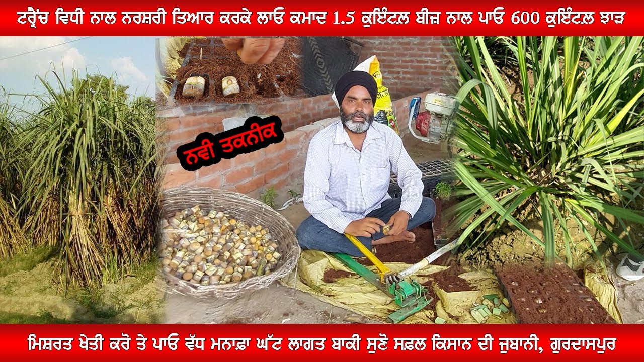 Trench Method in Sugarcane full Details single bud, sugarcane nursery farming,Growing Marigold