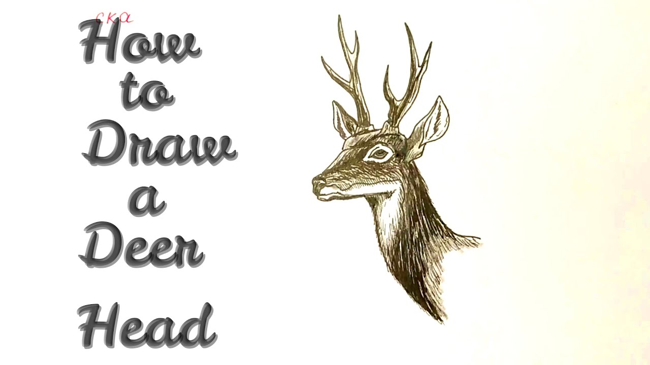 How to Draw a Deer Head