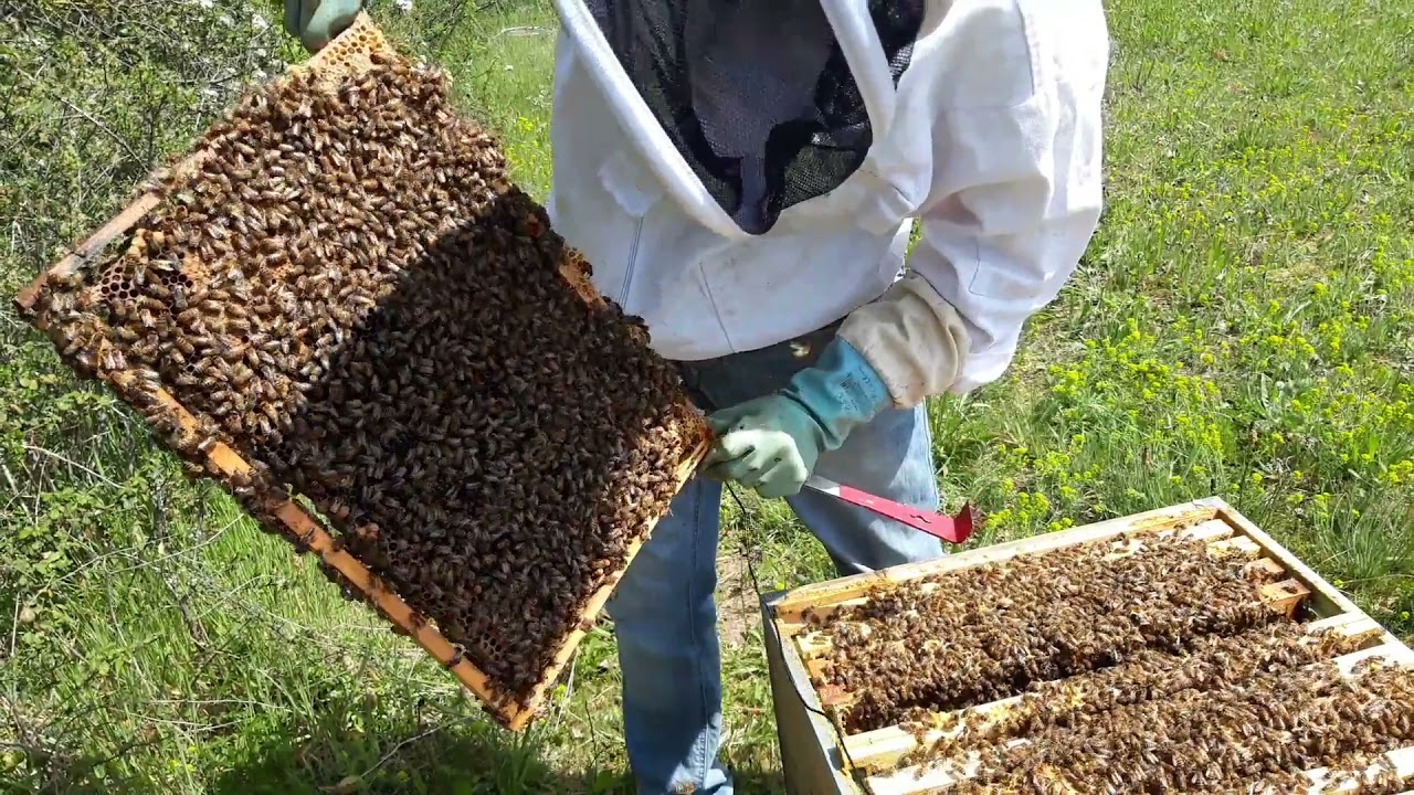 Visite de printemps d'une ruche