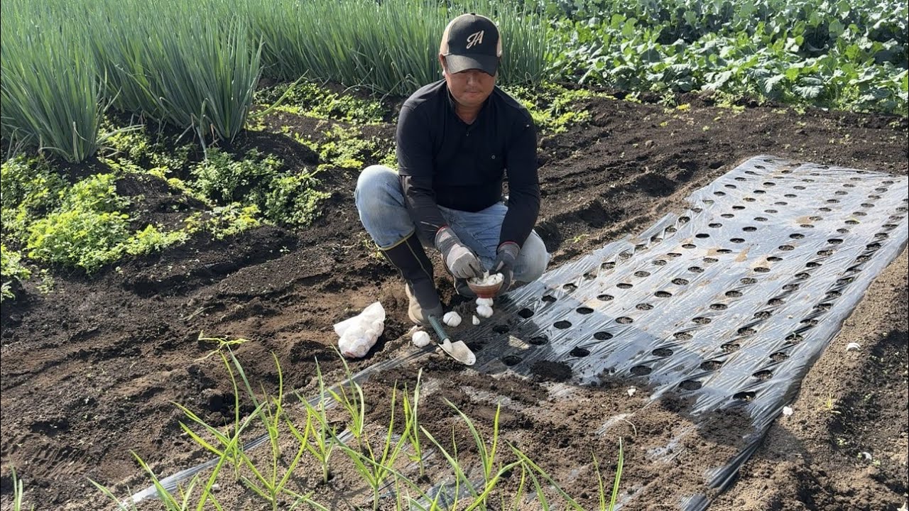 【ニンニク栽培】ニンニクの芽が出ない枯れて失敗する原因　小さな畑でニンニクを大きく育てる栽培方法　23/11/4