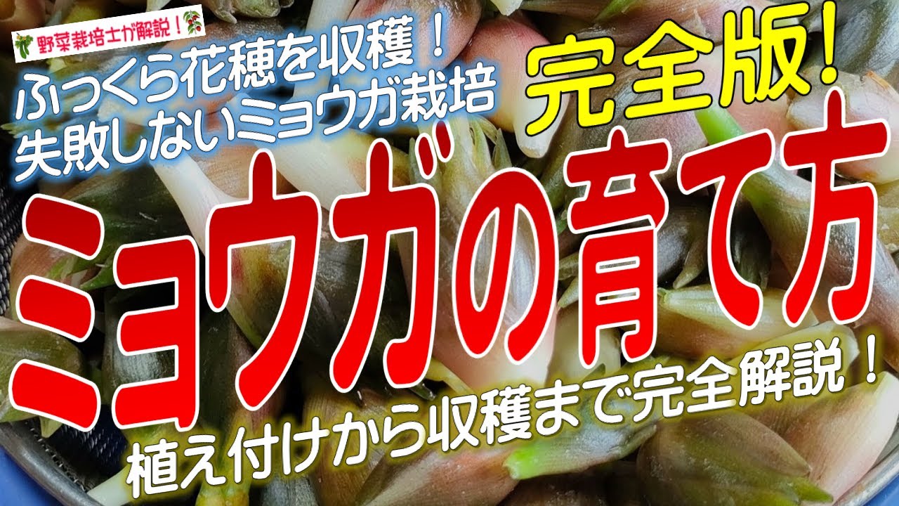 ミョウガの上手な育て方（植え付けから収穫まで完全解説！）茗荷栽培のコツとポイントが分