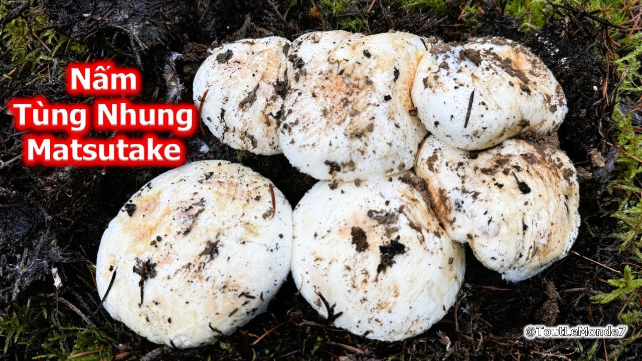 Nấm TÙNG NHUNG quý hiếm mọc bạt ngàn 2VC hái mê mệt 🇨🇦1920》Matsutake/Pine Mushrooms