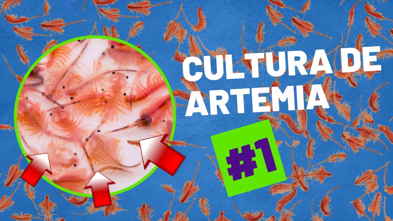 Cultura de Artêmia Salina #1 (Adubação)