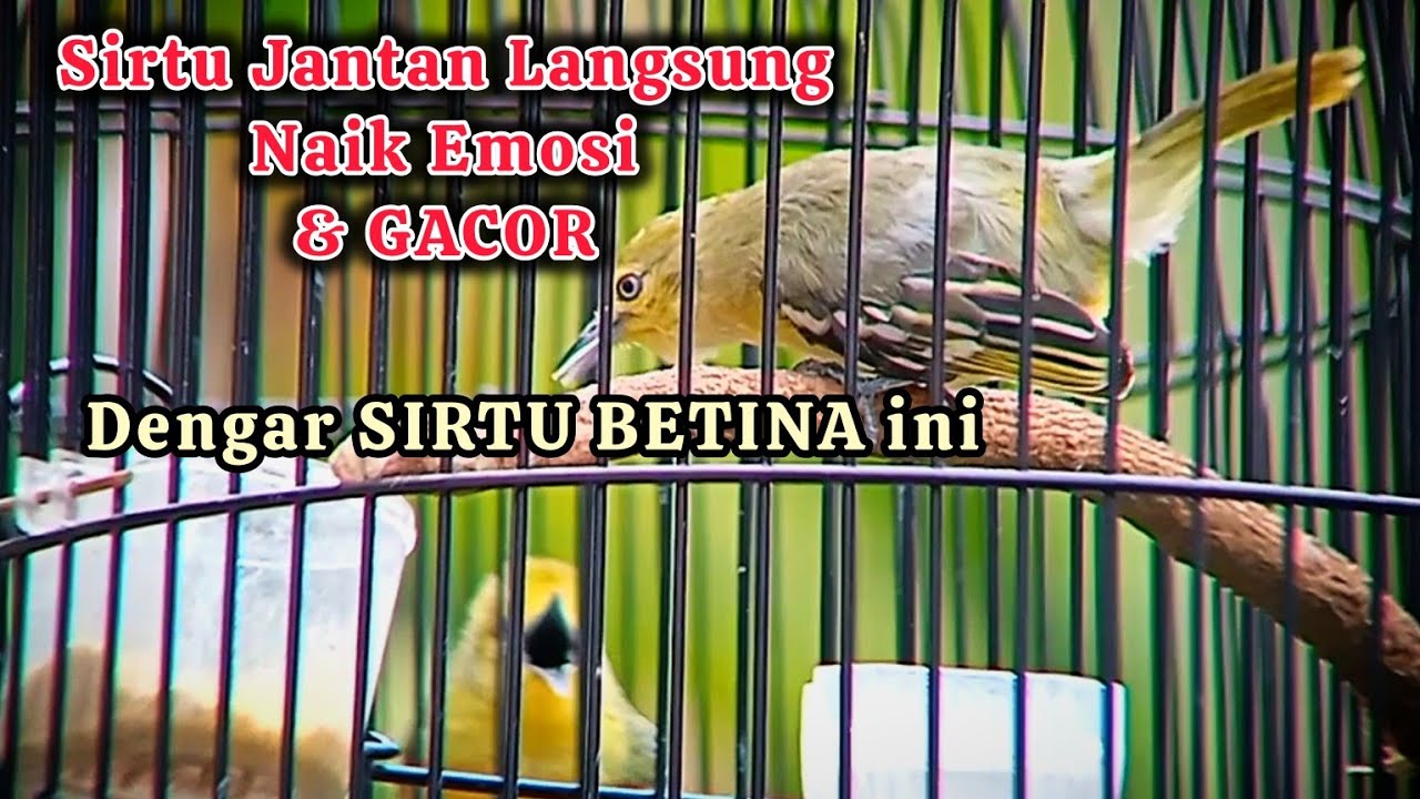 Suara sirtu/cipoh betina paling pandai memancing birahi EMOSI Sirtu gacor jantan 100% langsung bunyi