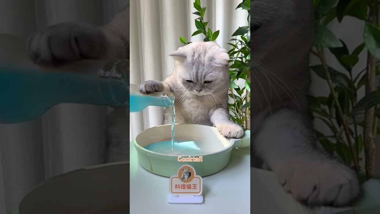 How Does Cat Make Rainbow Mochi?🌈🌈🍡 | Cat Cooking Food | Cute Cat TikToks #Shorts