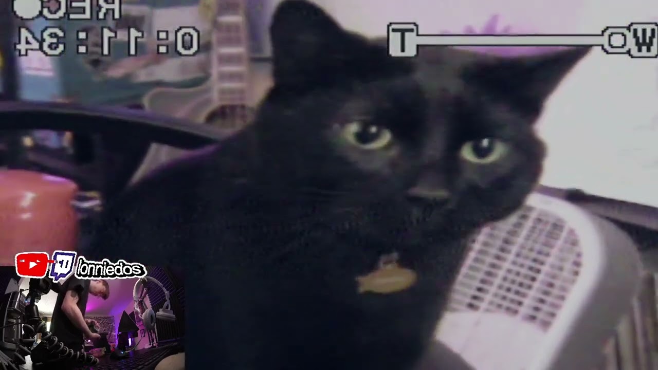 making coffee ☕️🎶📹📼 chill vhs cat stream