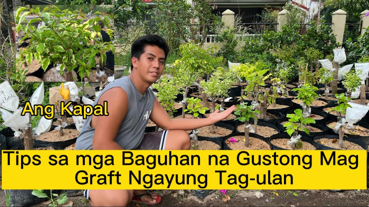Tips sa mga Baguhan na Gustong Mag Graft Ngayung Tag-ulan
