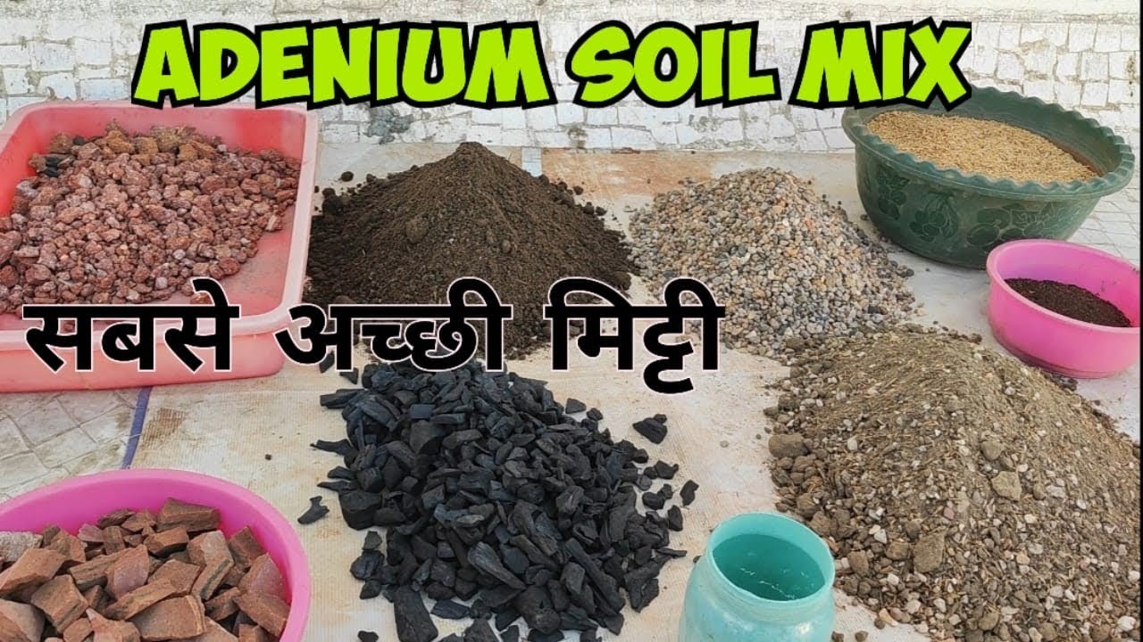 Adenium Soil Mix | How To Make Adenium Soil at Home | Best Adenium Soil