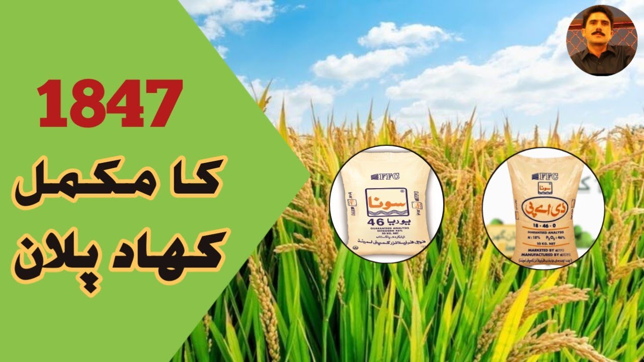 1847 کا مکمل کھاد پلان ||  Complete fertilizer plan for 1847 Rice