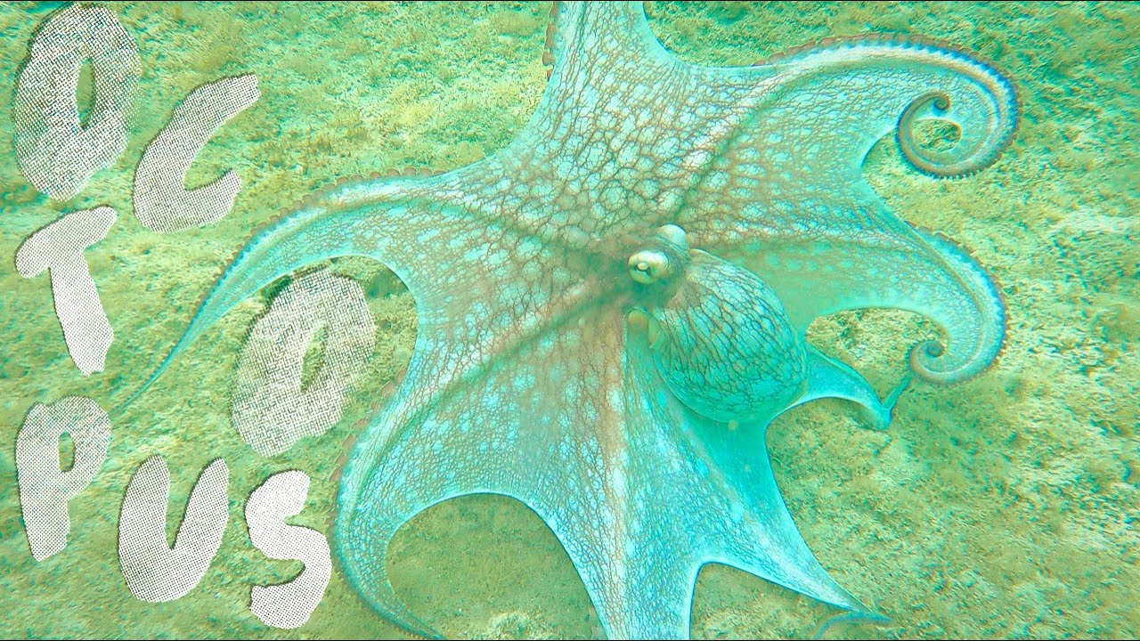 STUNNING Octopus! So Many Turtles & Rays! Tips for Snorkeling Playa Tamarindo, Culebra Puerto Rico