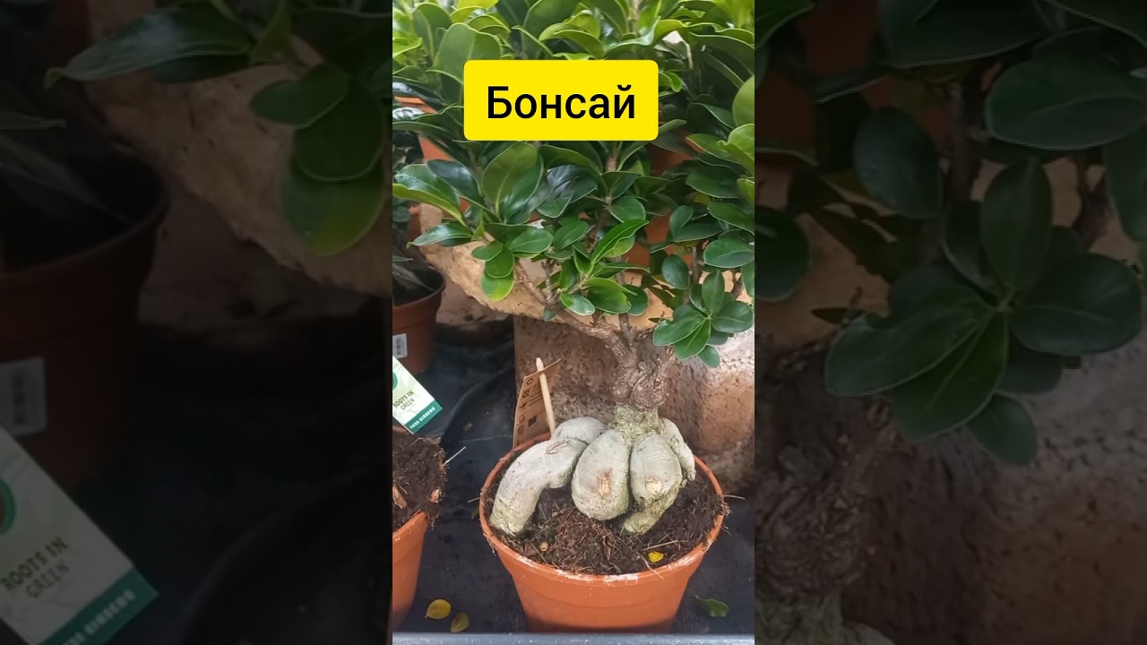 Бонсай разных размеров | ОБИ