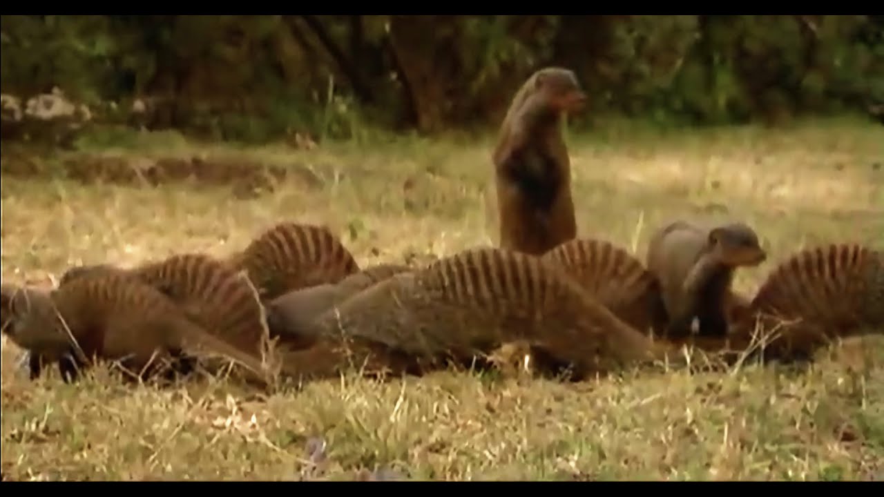 Mongoose Domestic Violence | Banded Brothers (The Mongoose Mob) | BBC Earth