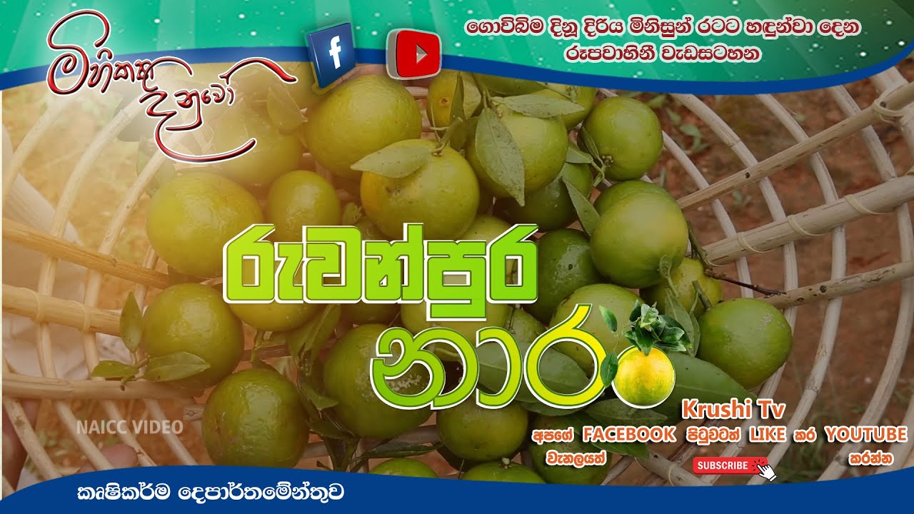 Mihikatha Dinuwo TV Program | රුවන්පුර නාරං | 2022-12-09 | Krushi Tv