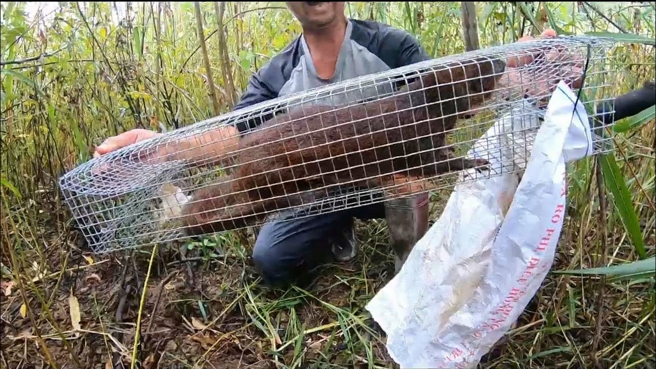 Kỷ Lục - Vào Trúng Khu Thu Phục Bầy Quái Vật