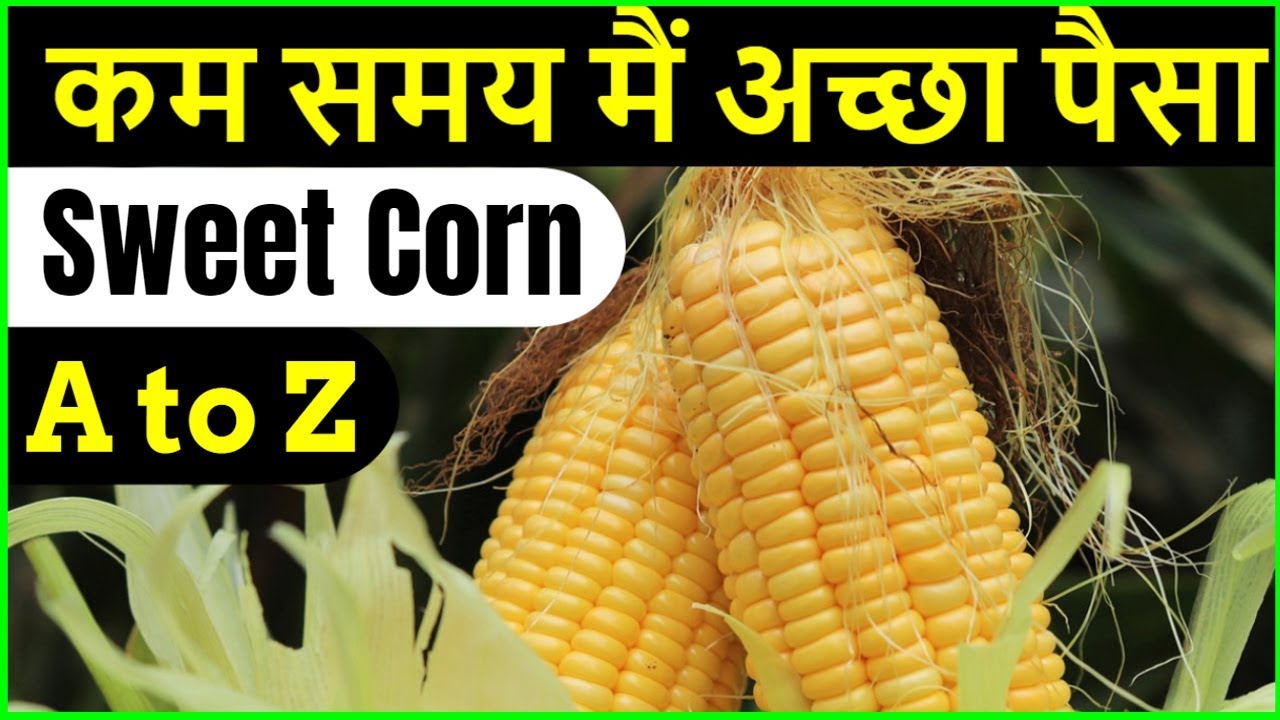 मालामाल भुट्टा खेती 🌽🌽मक्का खेती की जानकारी | Sweet Corn/Baby Corn/Maize Farming | Indian Farmer