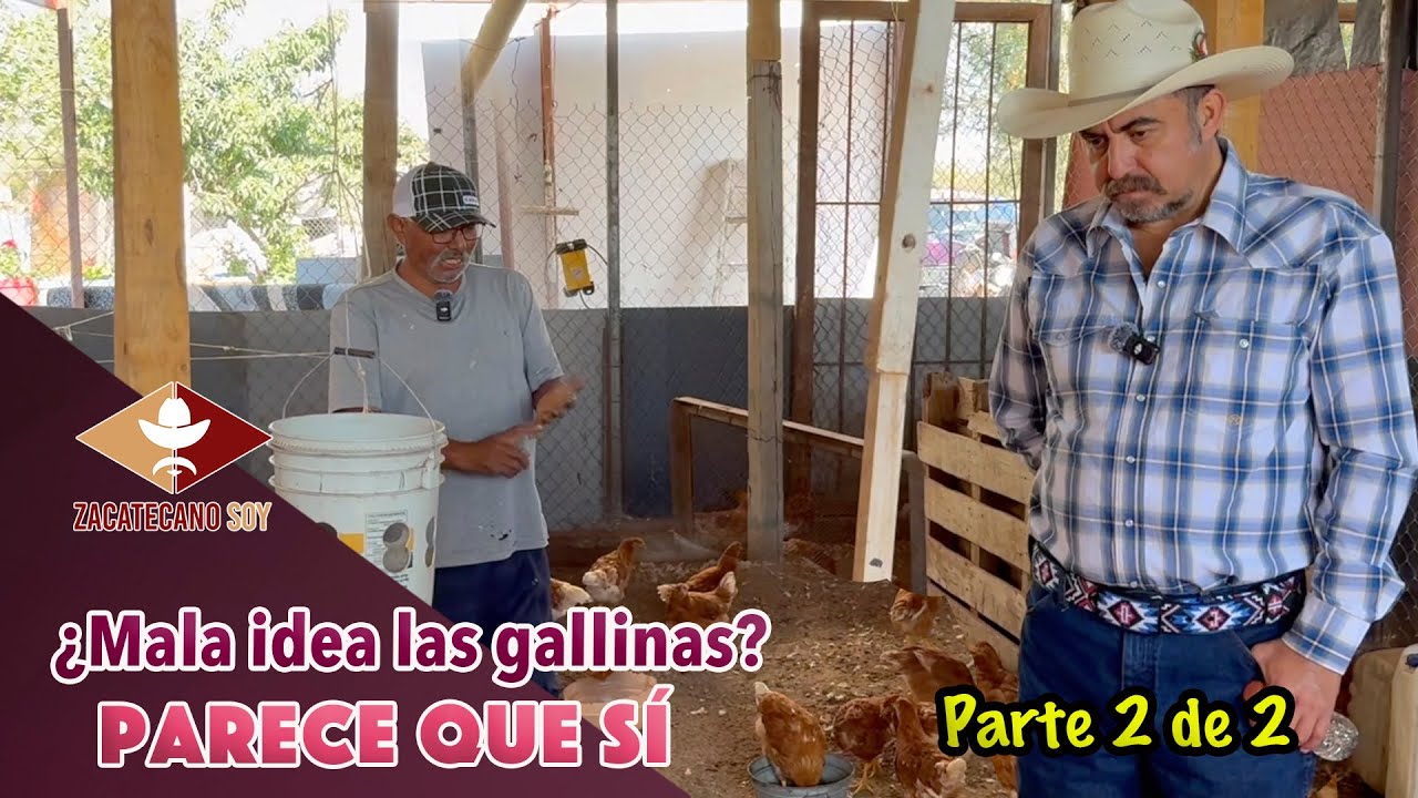 ¿QUE SIGUE AHORA? ¿Nos llevaremos las gallinas a OTRO LUGAR?