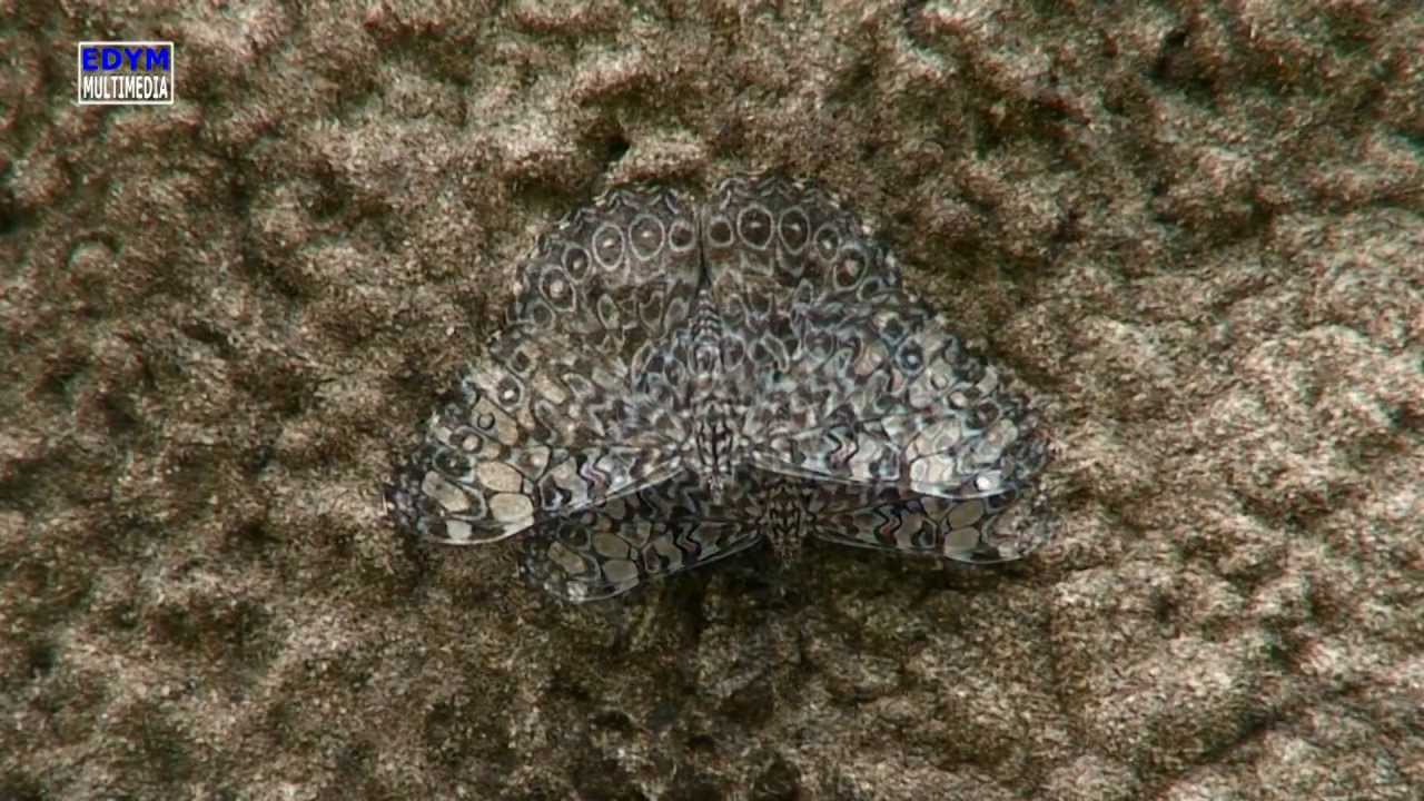 Hamadryas arinome * Cracker Butterfly