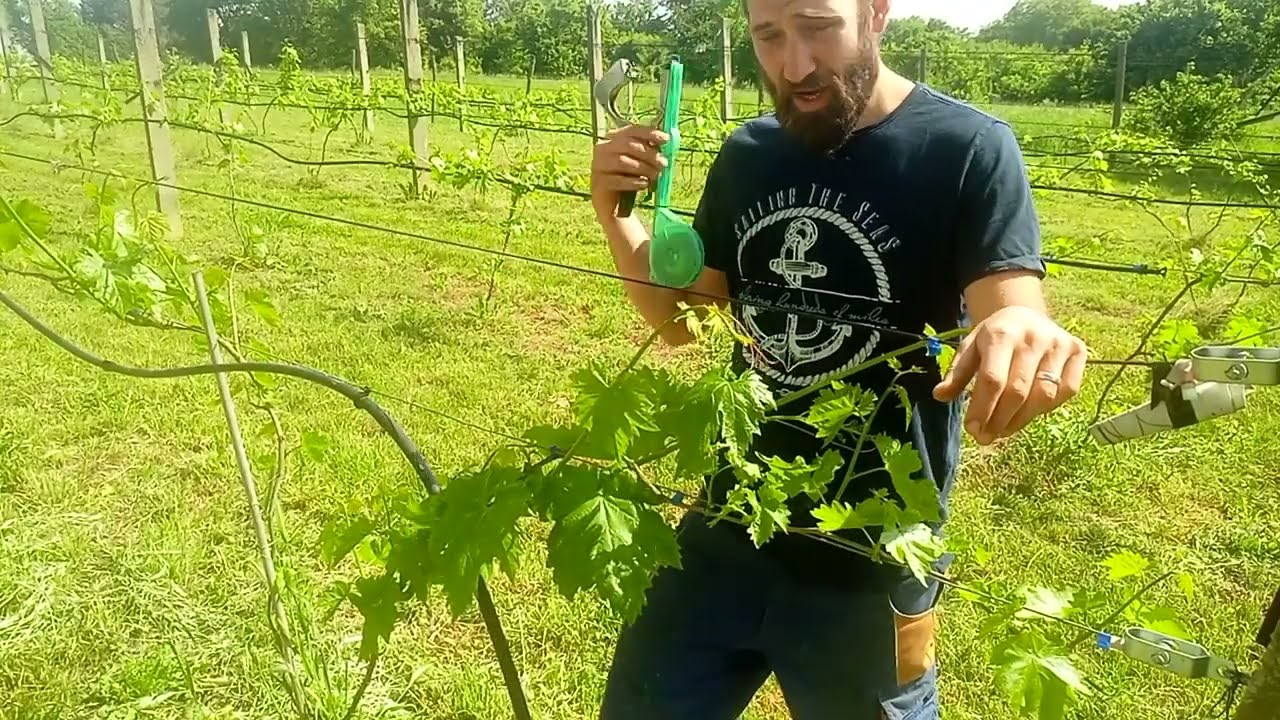 Az év első fontosabb munkái a szőlőben