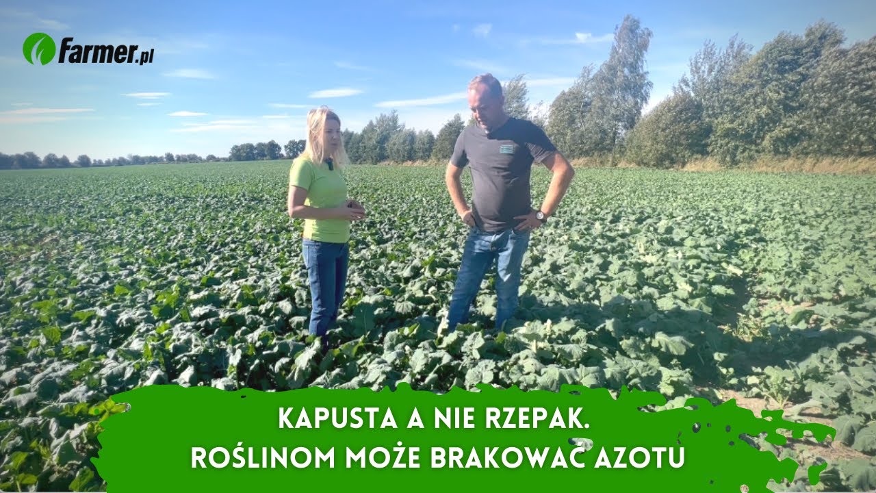 Kapusta a nie rzepak. Roślinom może brakować azotu | Farmer.pl