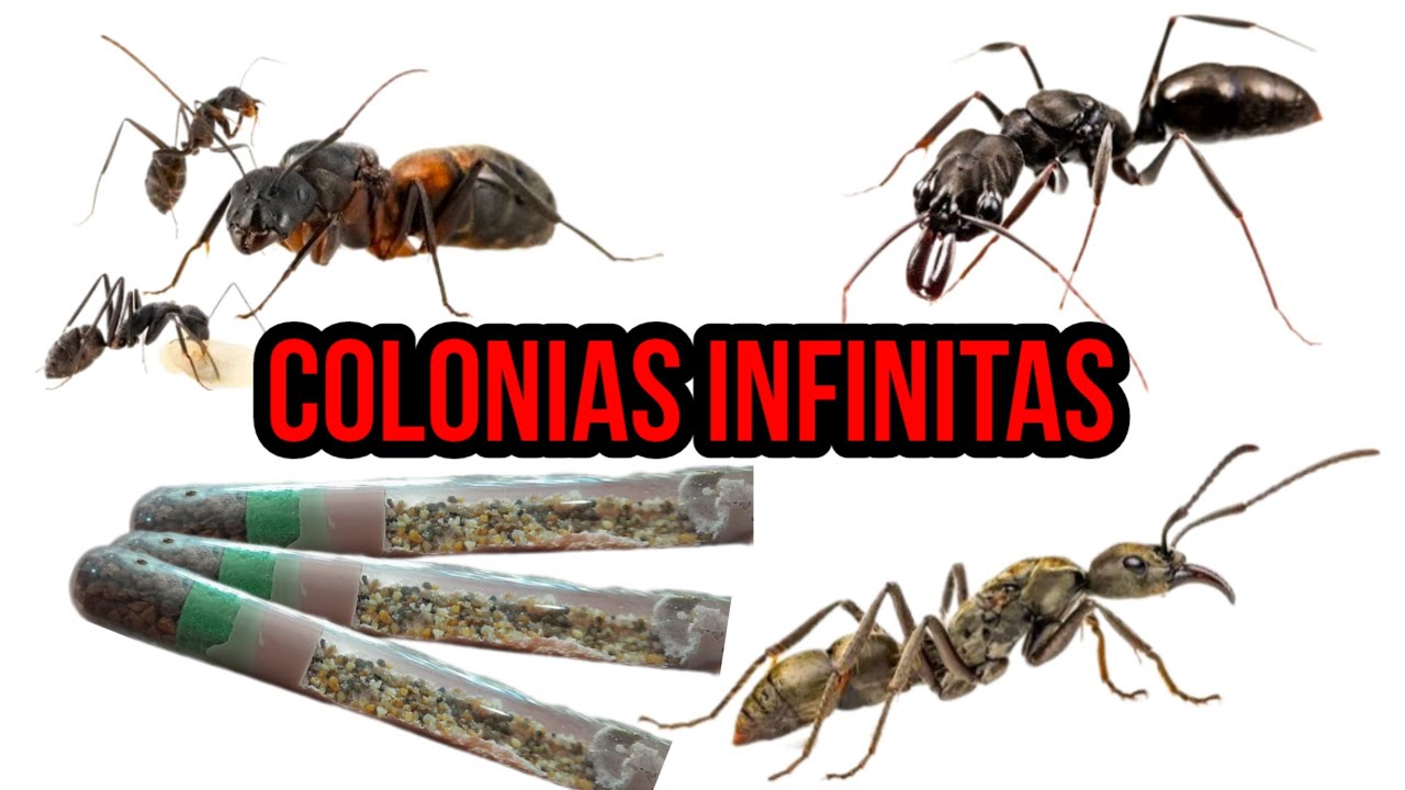 Avance infinito en las colonias
