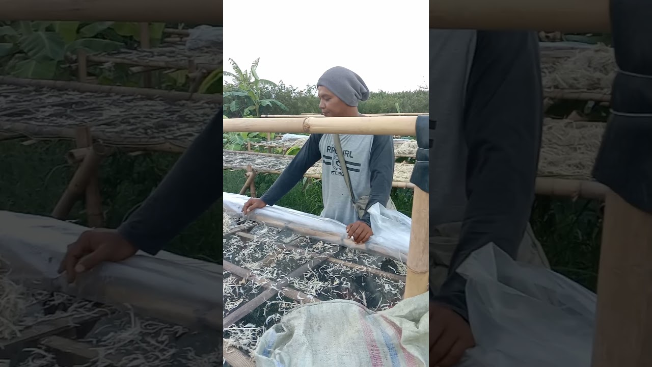 Anto merintis usaha bulu ayam bareng pa reng