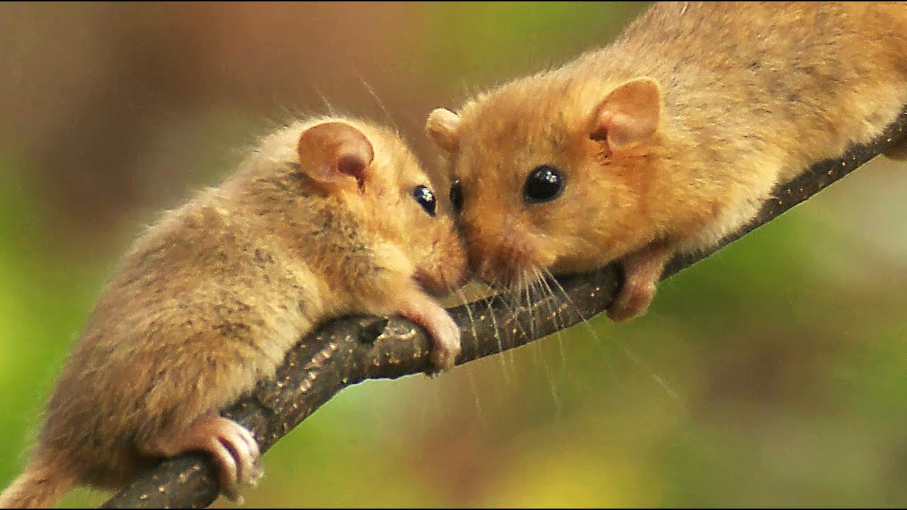Соня орешниковая (Muscardinus avellanarius) - Hazel dormouse | Film Studio Aves