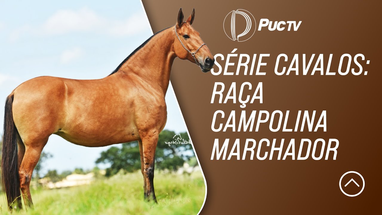 SÉRIE CAVALOS: RAÇA CAMPOLINA MARCHADOR