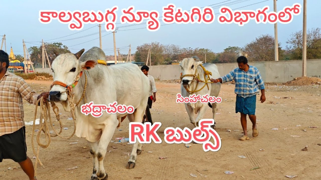 కాలువ బుగ్గ న్యూ కేటగిరి విభాగంలో RK బుల్స్