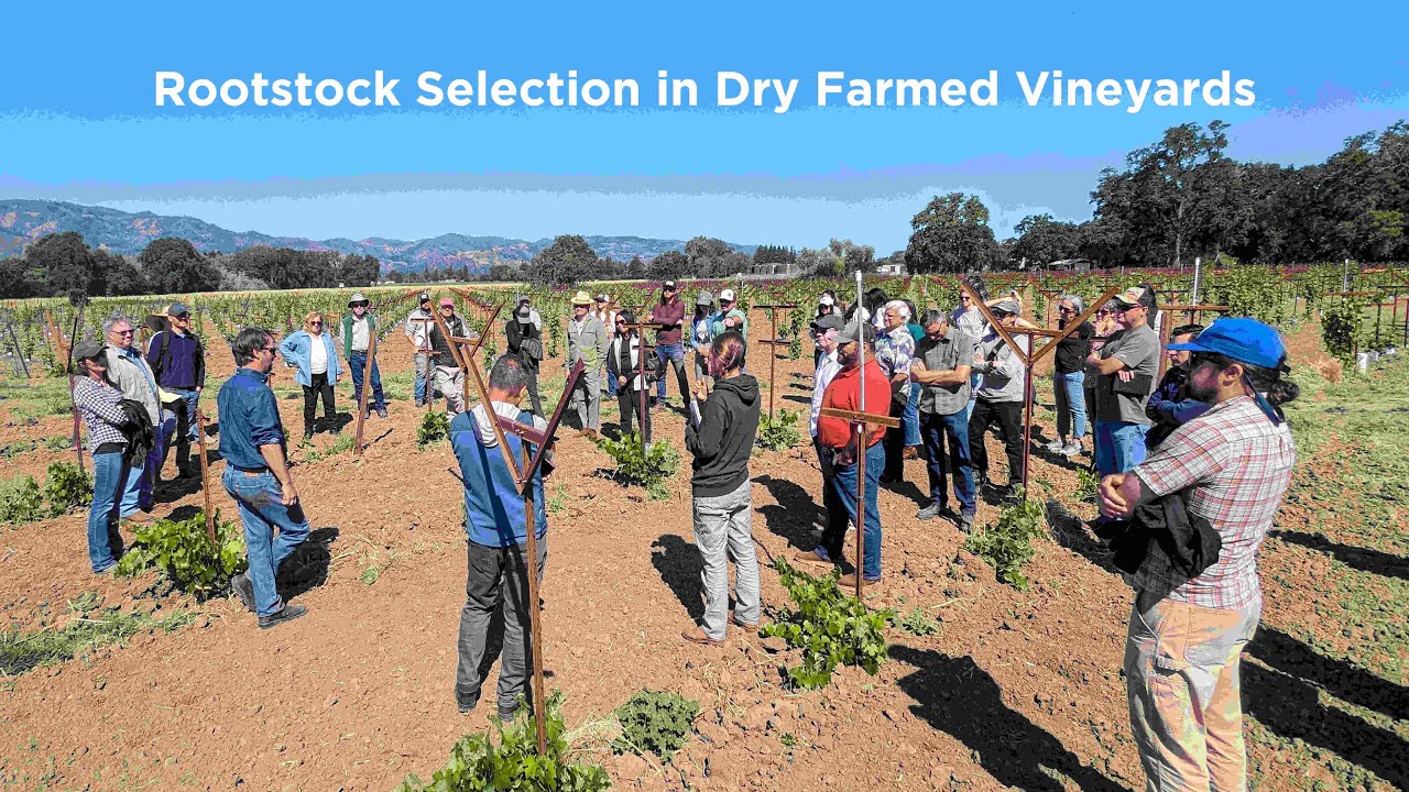 Rootstock Selection in Dry Farmed Vineyards
