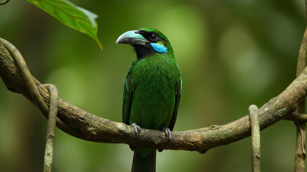 Top 100 Bird ASMR Forest Ambience | Pure Nature Sound