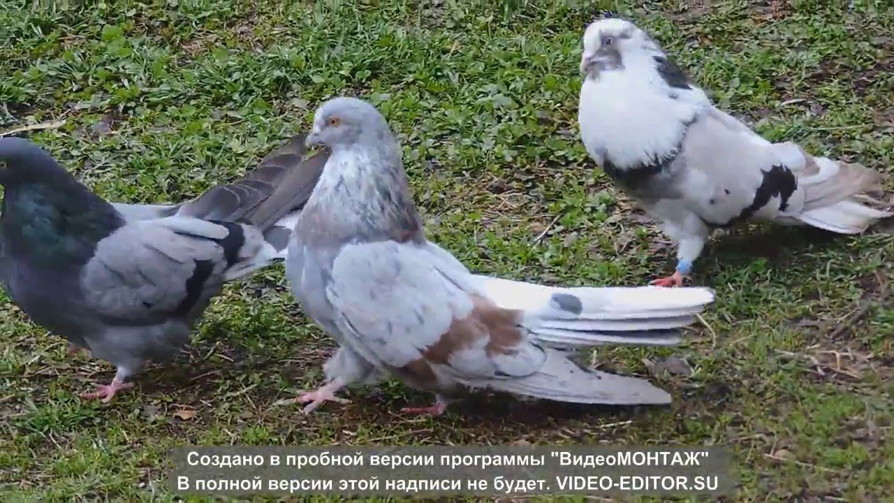 Старомиколаївські та миколаївські замашні голуби О. Струмило