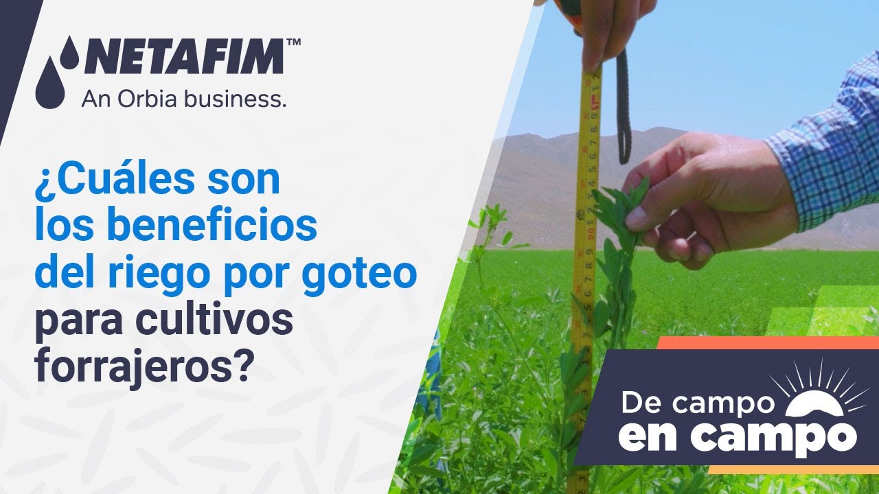 Conoce los beneficios de usar riego por goteo vs riego de gravedad para cultivos forrajeros