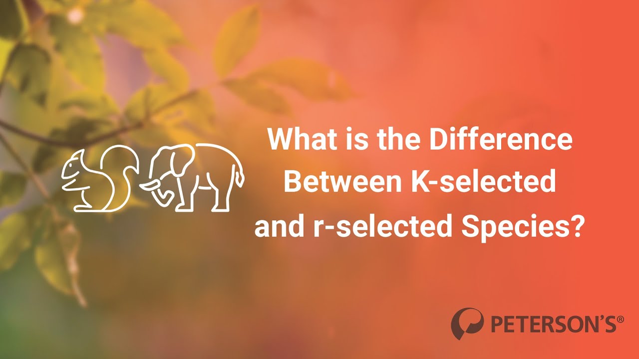 In About a Minute: What is the Difference Between K-selected and r-selected Species?