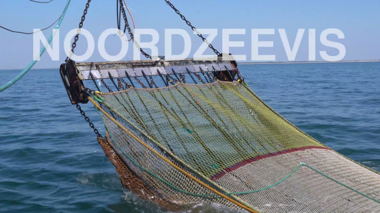 De korte keten van Noordzeevis in 40 seconden