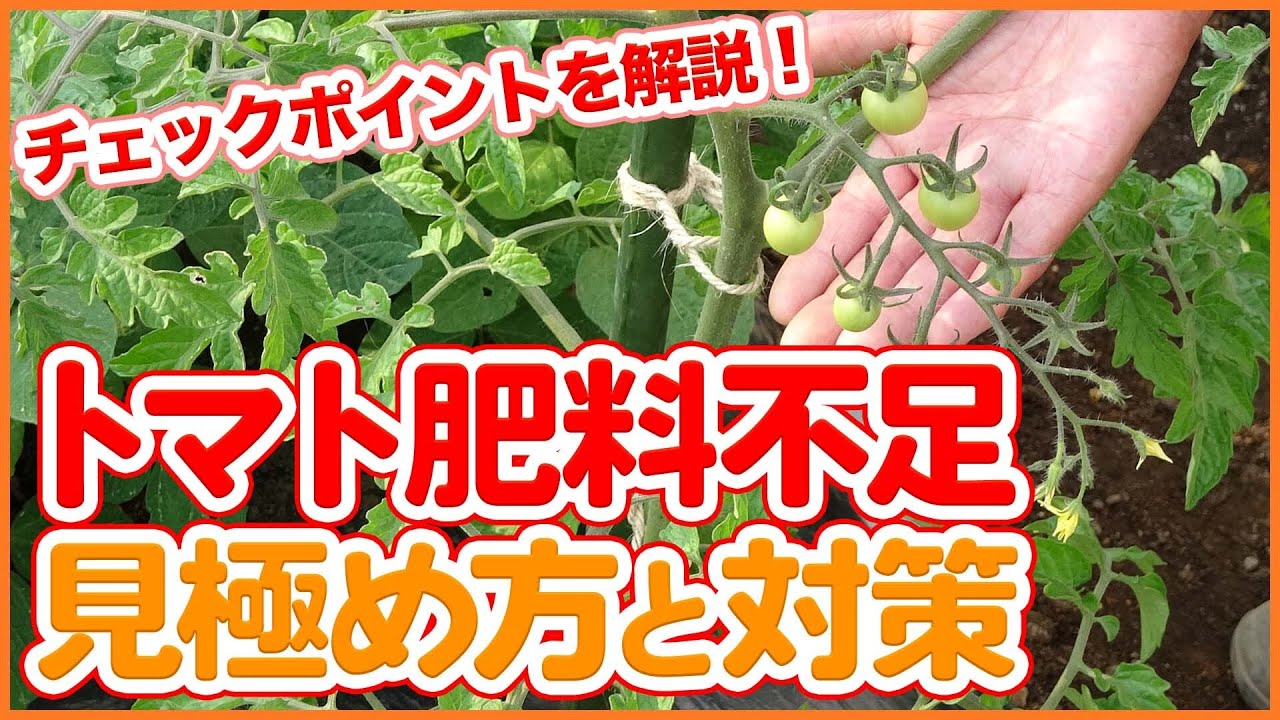 家庭菜園や農園のトマト栽培で肥料不足の見極めと対策！トマトを成功させる追肥のコツや液肥の使い方など徹底解説！/Measures against tomato fertilizer shortage!
